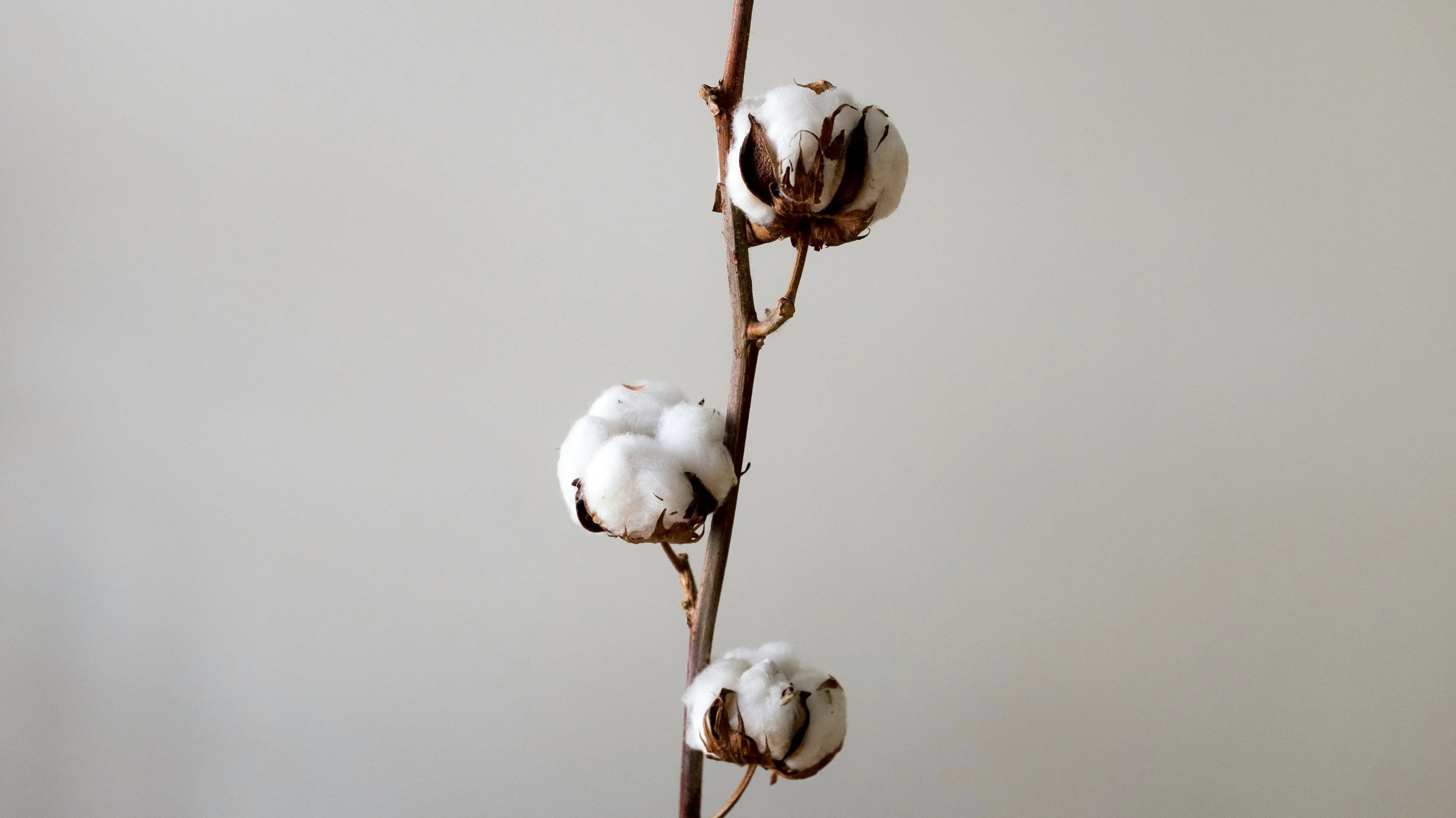 cotton